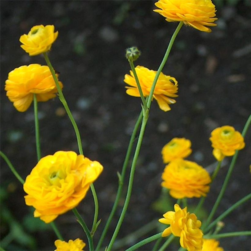 Scharfer Hahnenfuß Multiplex - Ranunculus acris (Blüte)