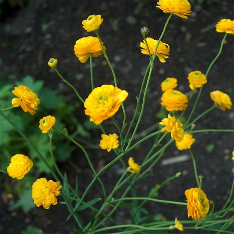 Scharfer Hahnenfuß Multiplex - Ranunculus acris (Hafen)