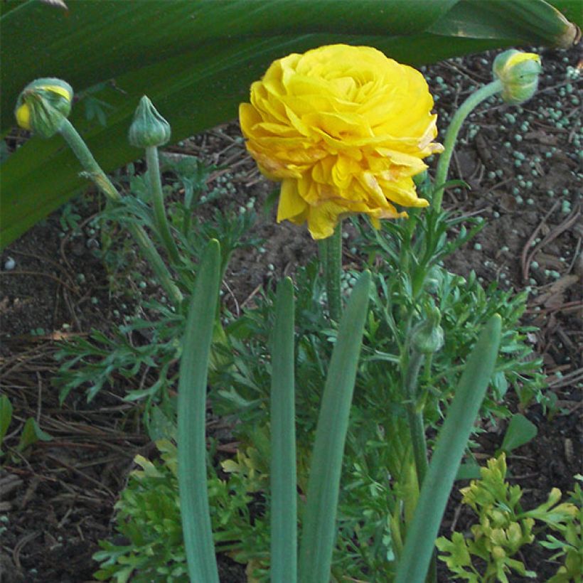 Ranunkel Mixture - Ranunculus (Blüte)