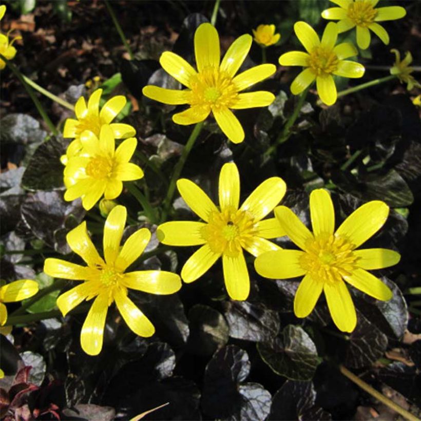 Scharbockskraut Brazen Hussy - Ranunculus ficaria (Blüte)