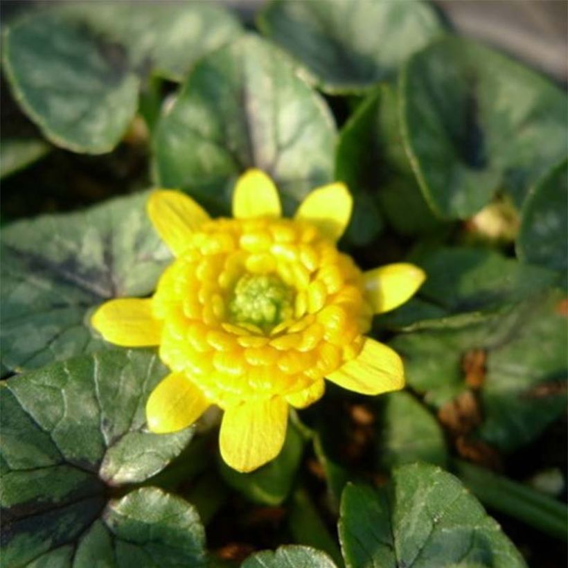 Scharbockskraut Collarette - Ranunculus ficaria (Blüte)