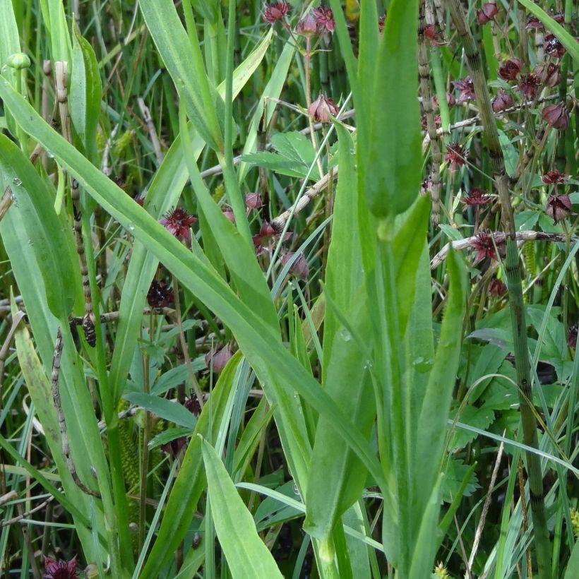 Ranunculus lingua - Großer Hahnenfuß (Laub)