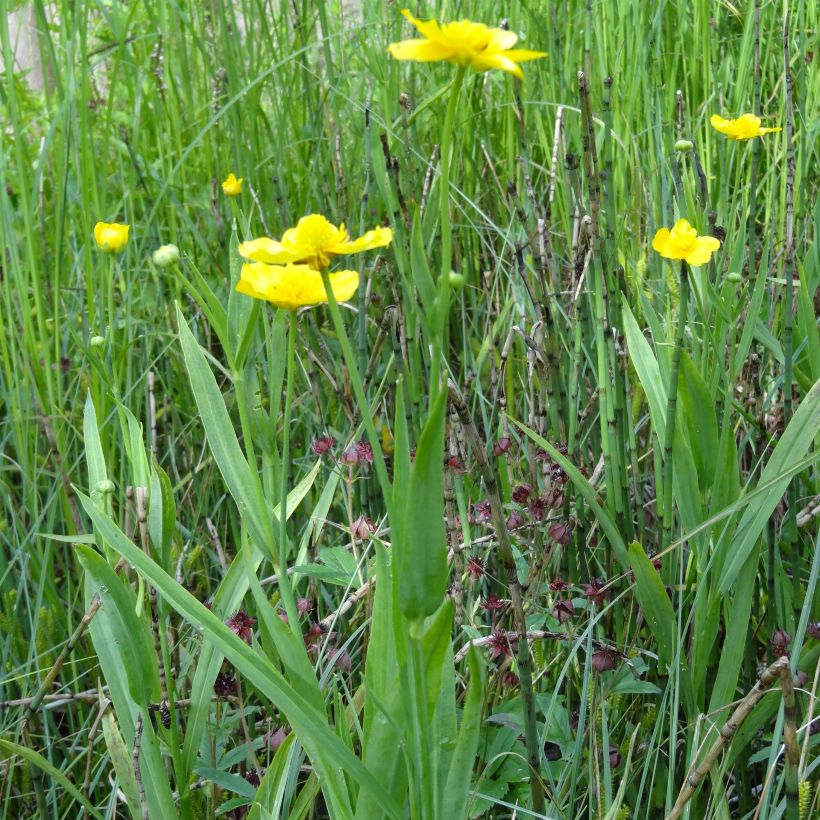 Ranunculus lingua - Großer Hahnenfuß (Hafen)