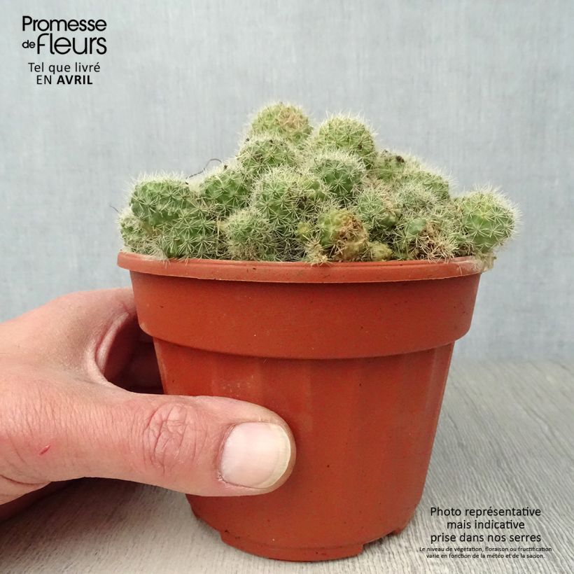 Exemplar von Rebutia sp. - Rebutie Topf 12 cm / 13 cmGelieferte Höhe ca. 5/10cm wie im Frühjahr geliefert