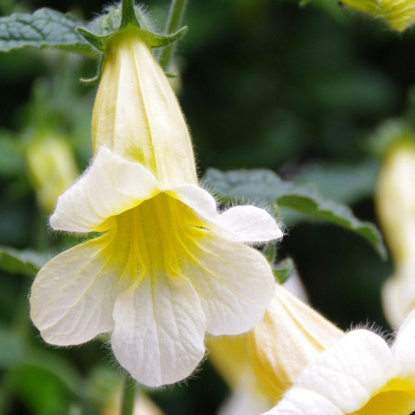 Rehmannia Polina (Laub)