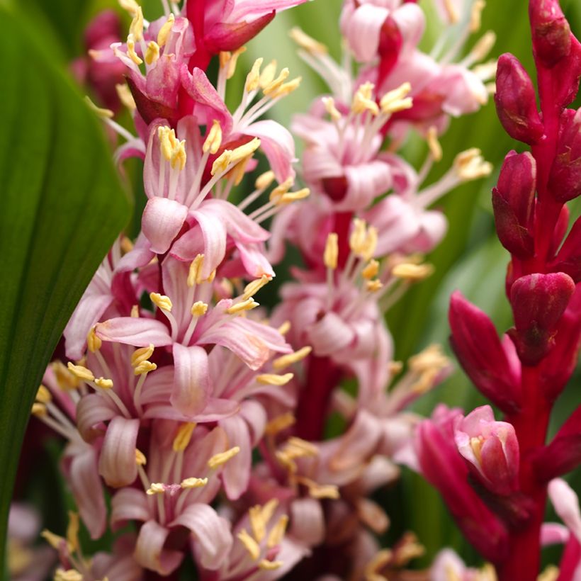 Reineckea carnea (Blüte)