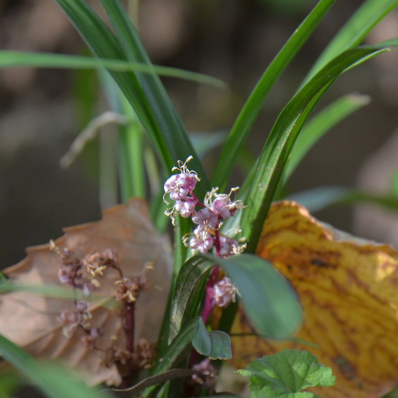 Reineckea carnea (Hafen)