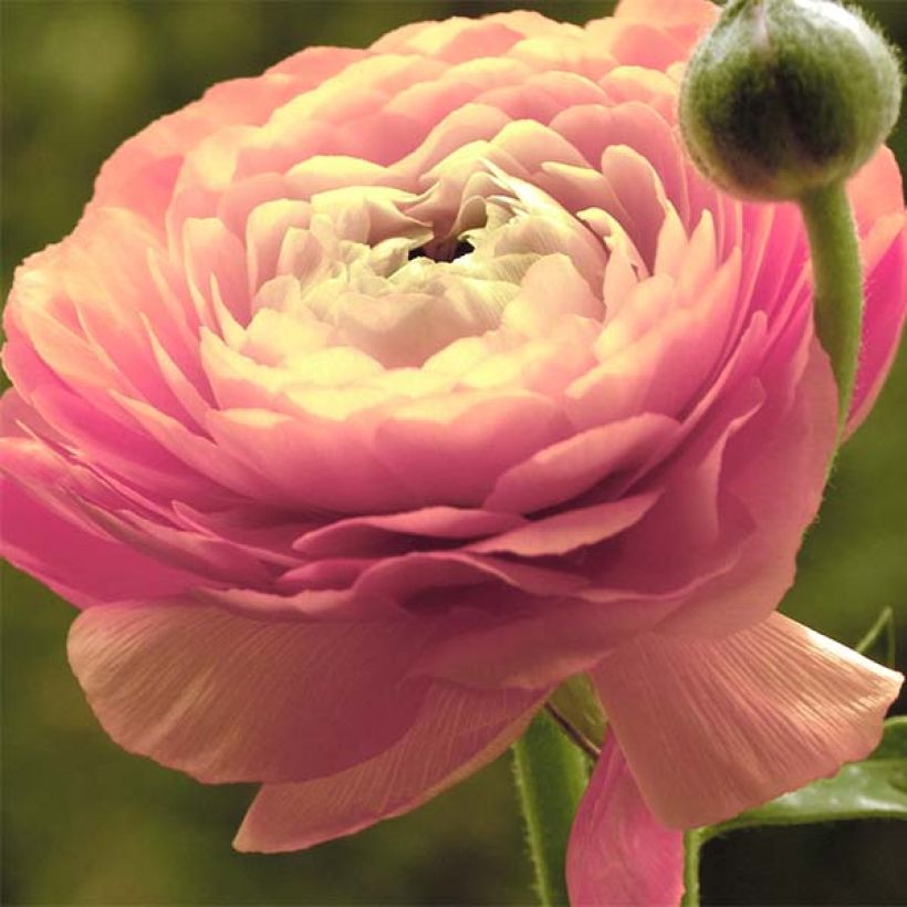 Ranunkel Pink - Ranunculus (Blüte)