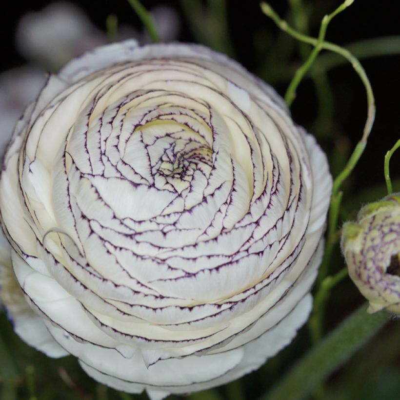 Ranunkel White Pink Bicolor - Ranunculus (Blüte)