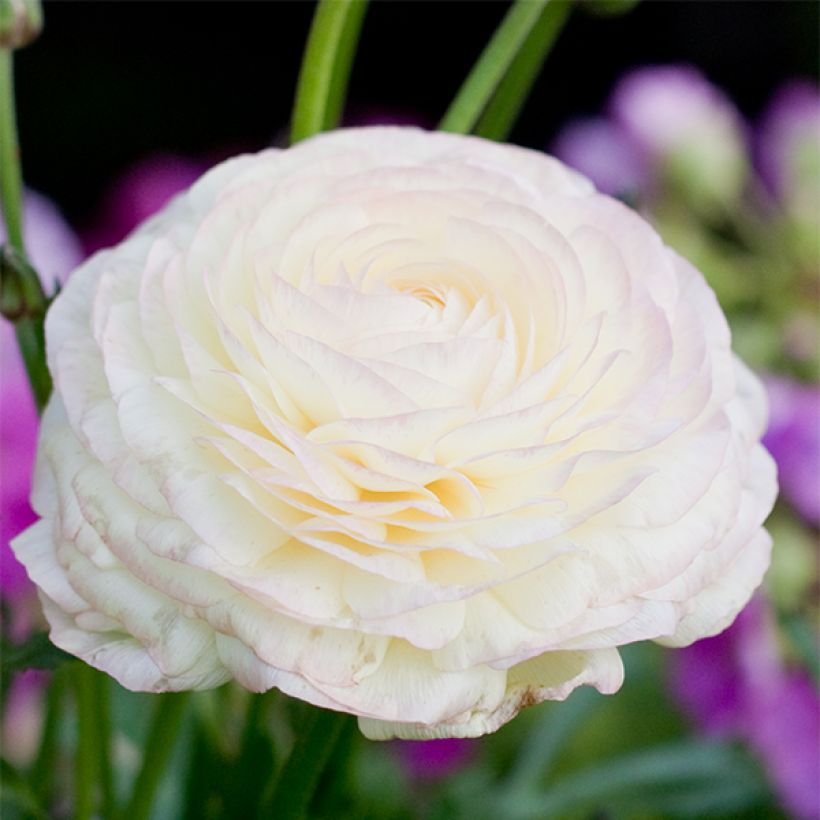 Ranunkel White - Ranunculus (Blüte)