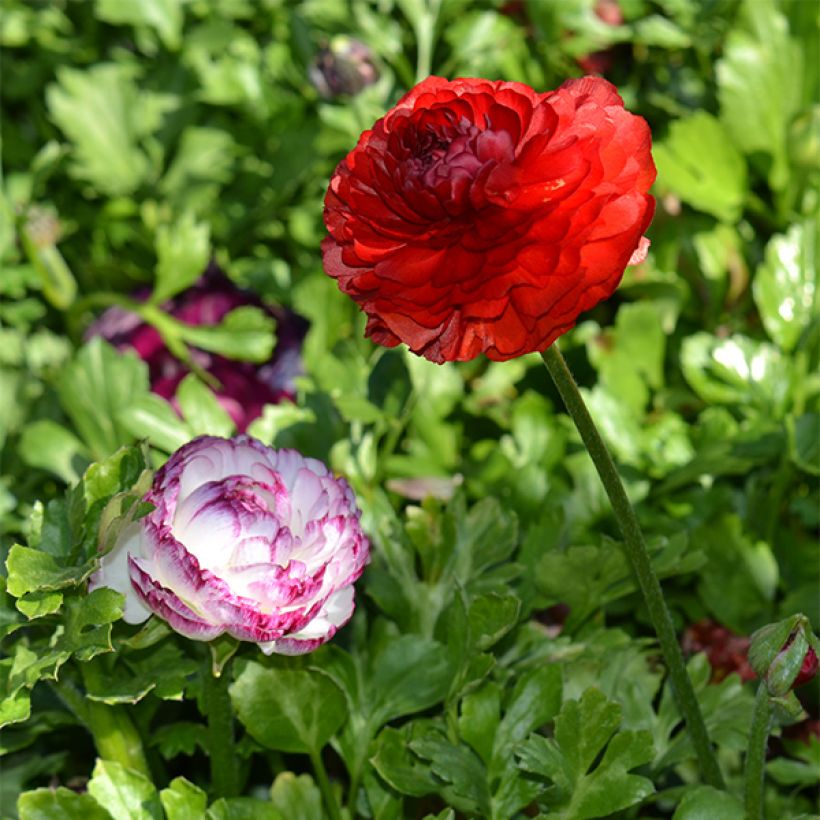 Ranunkel Red - Ranunculus (Hafen)