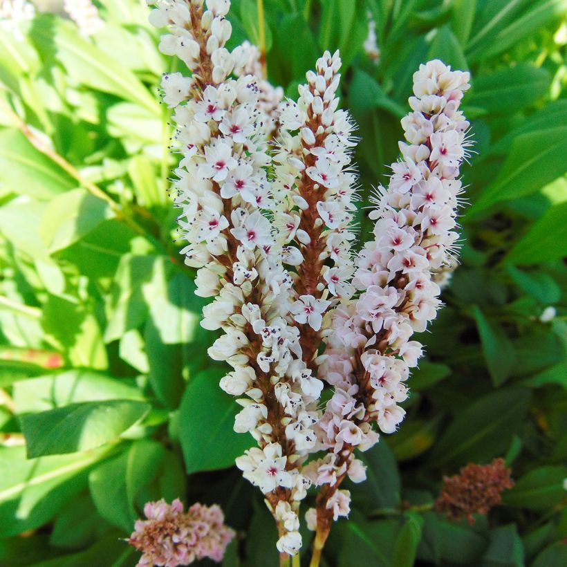 Schneckenknöterich Donald Lowndes - Persicaria affinis (Blüte)