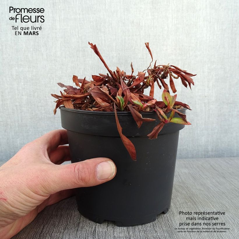 Exemplar von Renouée - Persicaria affinis Kabouter en pot de 2L/3L wie im Winter geliefert