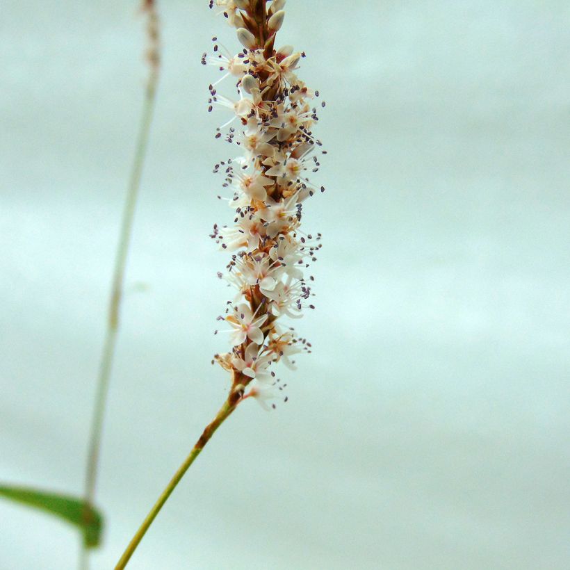 Kerzenknöterich Alba - Bistorta amplexicaulis (Blüte)