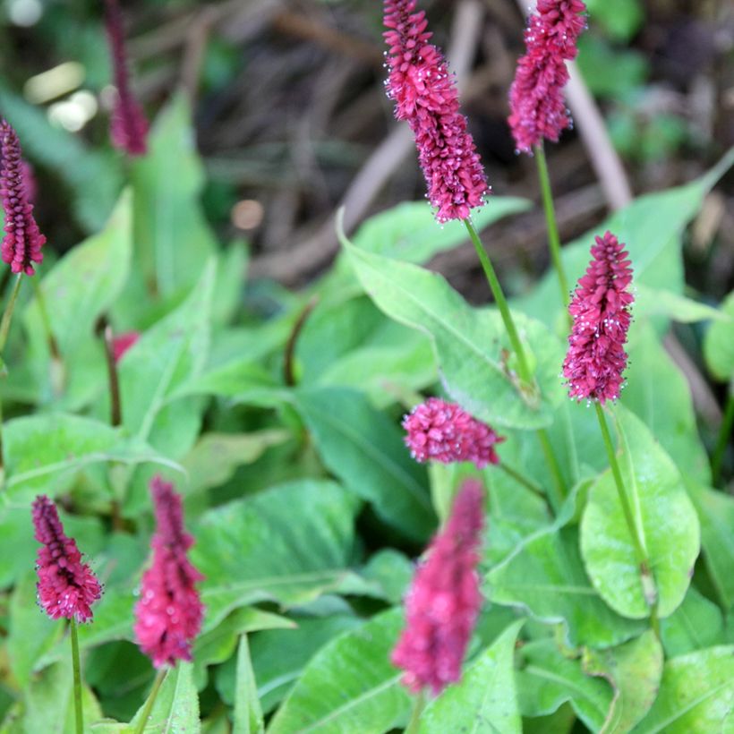 Kerzenknöterich Blackfield - Bistorta amplexicaulis (Blüte)