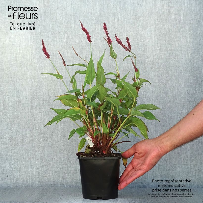 Exemplar von Renouée - Persicaria amplexicaulis Blackfield en pot de 2/3 litres wie im Herbst geliefert