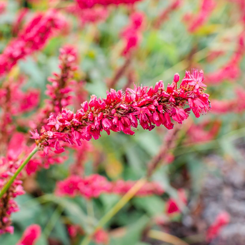 Kerzenknöterich Fat Domino - Bistorta amplexicaulis (Blüte)