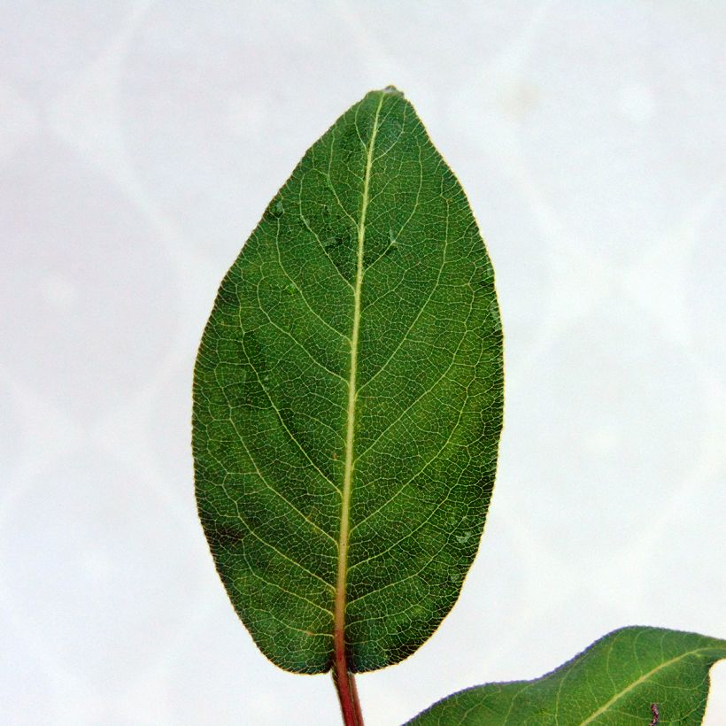 Kerzenknöterich Orange Field - Bistorta amplexicaulis (Laub)