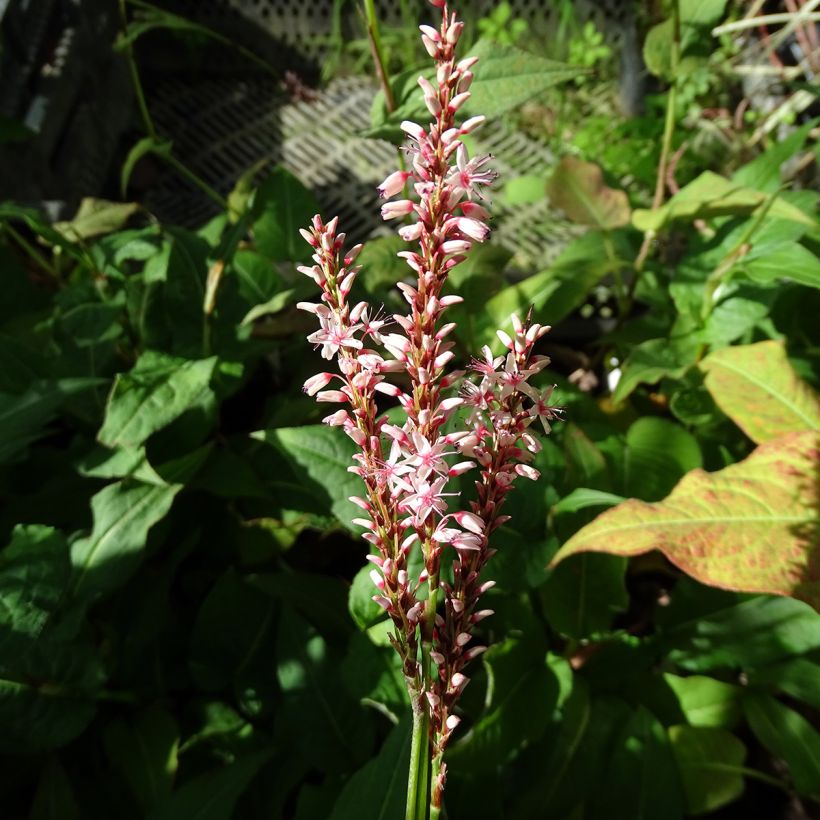 Kerzenknöterich Rosea - Bistorta amplexicaulis (Blüte)