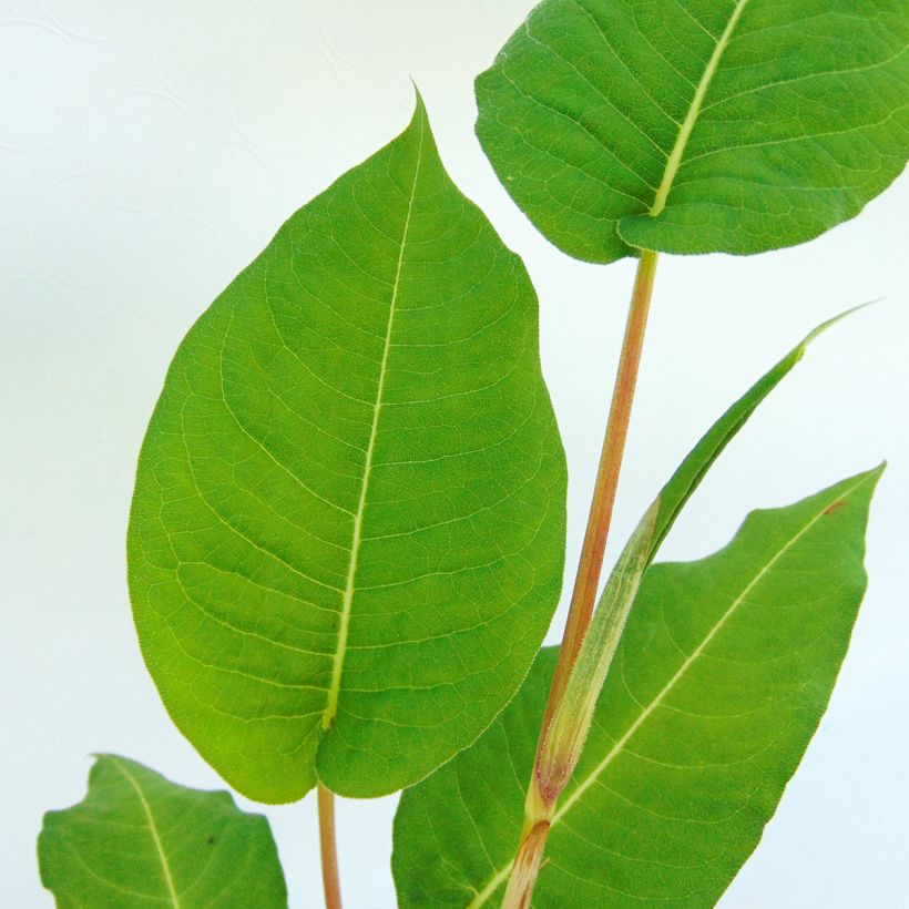 Kerzenknöterich Taurus - Bistorta amplexicaulis (Laub)