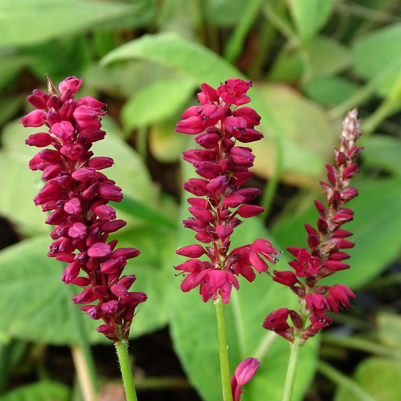 Kerzenknöterich Taurus - Bistorta amplexicaulis (Blüte)