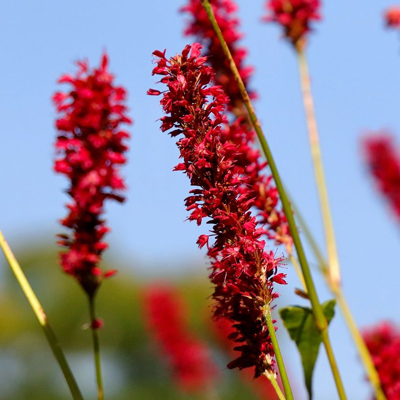 Kerzenknöterich Vesuvius - Bistorta amplexicaulis (Blüte)