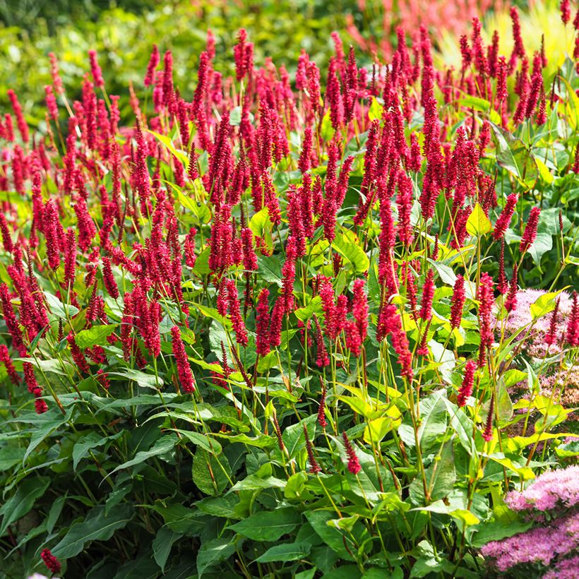 Kerzenknöterich Vesuvius - Bistorta amplexicaulis (Hafen)