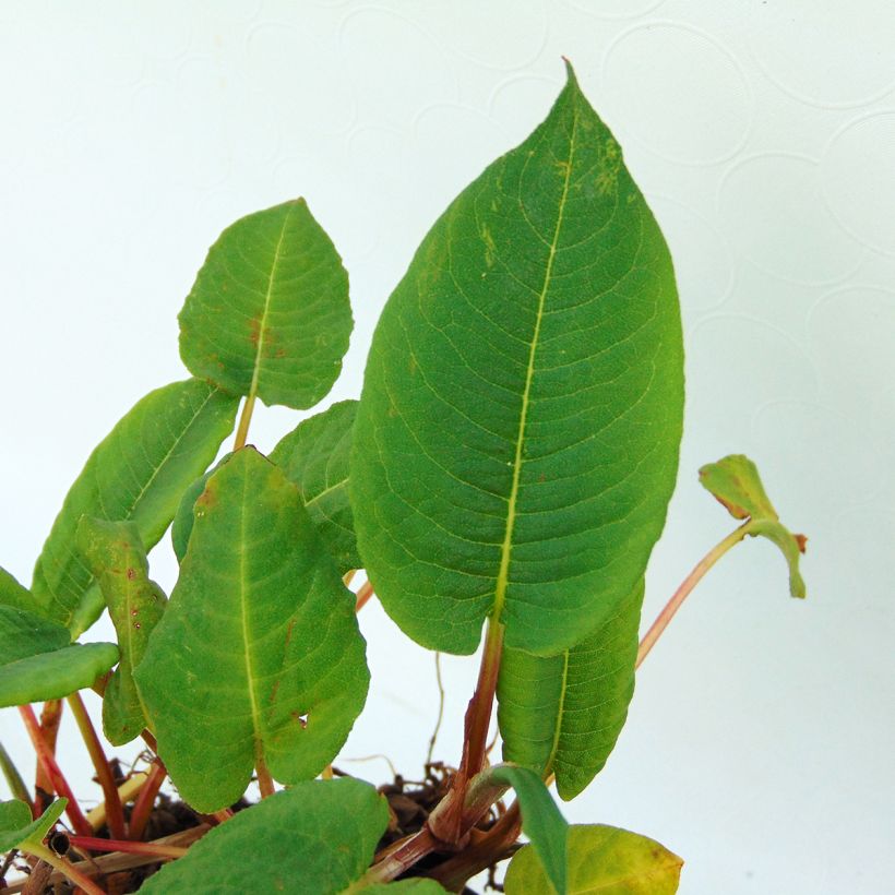 Kerzen-Knöterich - Persicaria amplexicaulis var. pendula (Laub)