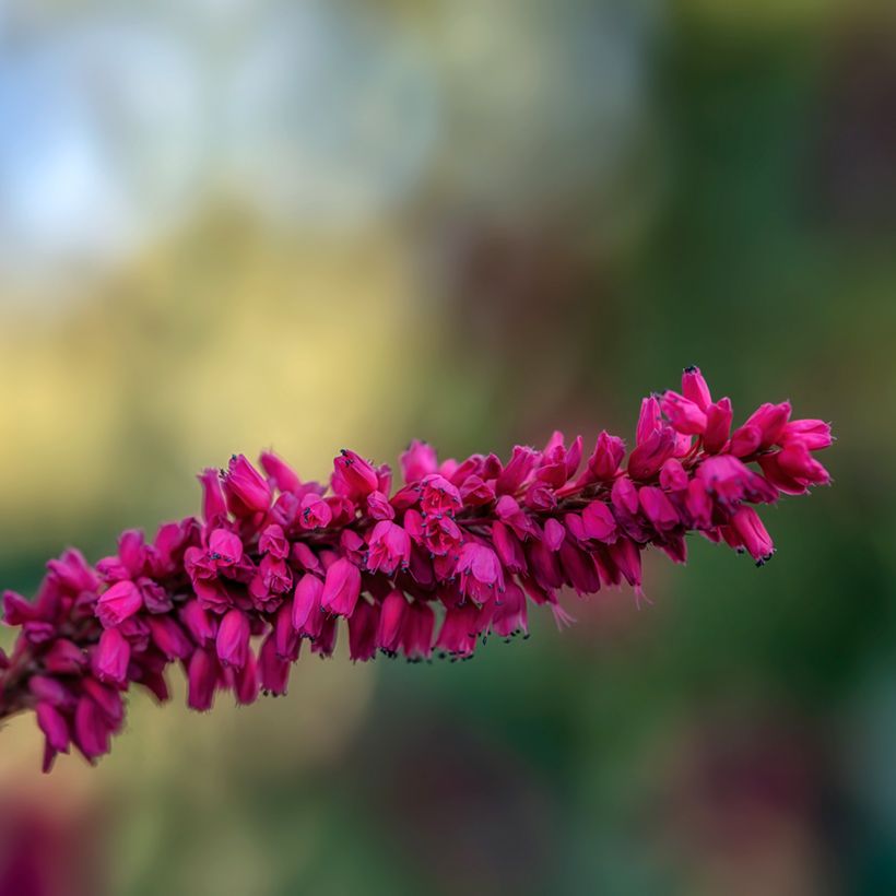 Kerzen-Knöterich - Persicaria amplexicaulis var. pendula (Blüte)