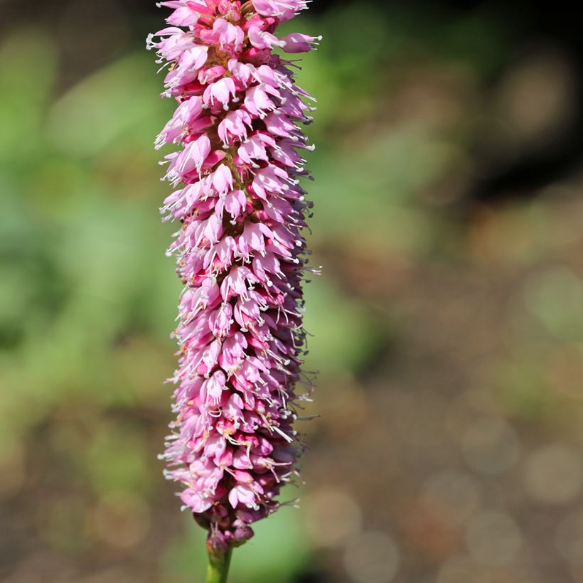 Schlangenwurz Hohe Tatra - Persicaria officinalis (Blüte)