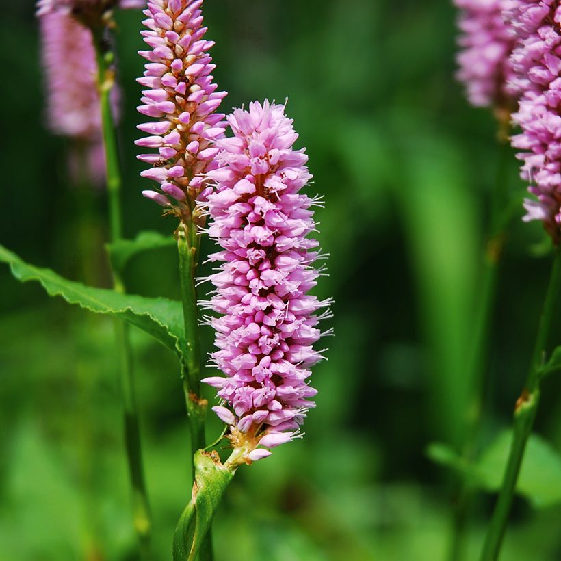 Schlangenwurz Superba - Persicaria officinalis (Blüte)