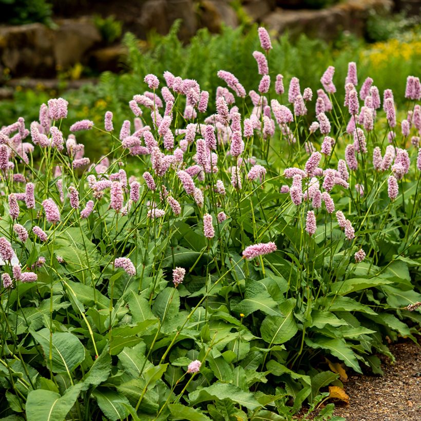 Schlangenwurz Superba - Persicaria officinalis (Hafen)