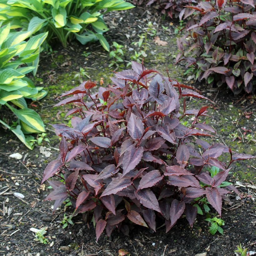 Kleinköpfiger Knöterich Red Dragon - Persicaria microcephala (Hafen)