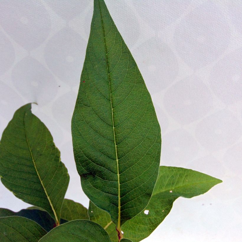 Bergknöterich - Persicaria polymorpha (Laub)