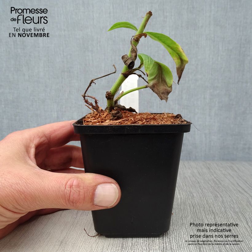 Exemplar von Renouée - Persicaria polymorpha en godet de 9 cm wie im Herbst geliefert