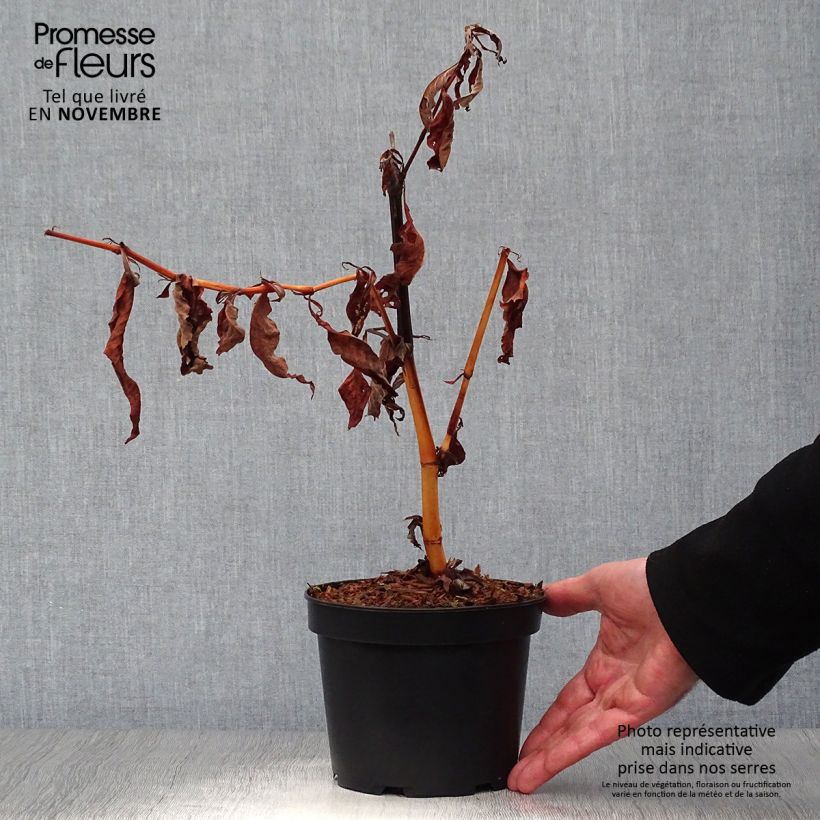 Exemplar von Renouée - Persicaria polymorpha en pot de 2L/3L wie im Herbst geliefert