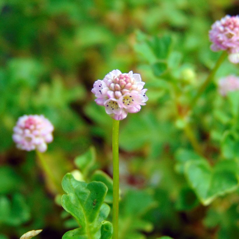 Knöterich Needham's Form - Persicaria runcinata (Blüte)