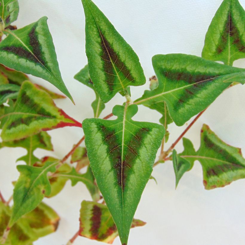 Knöterich Purple Fantasy - Persicaria runcinata (Laub)