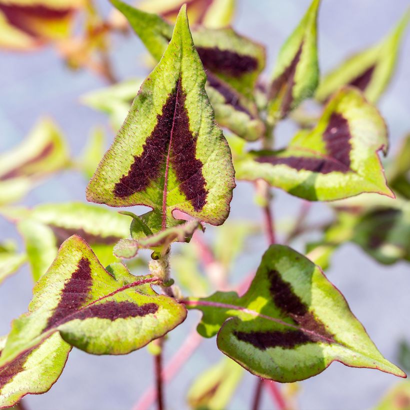 Knöterich Yunnan Giant - Persicaria runcinata (Laub)