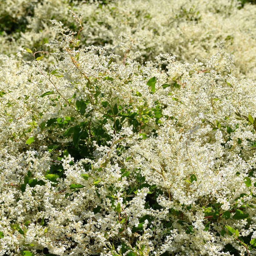 Fallopia aubertii - Schling-Knöterich (Hafen)