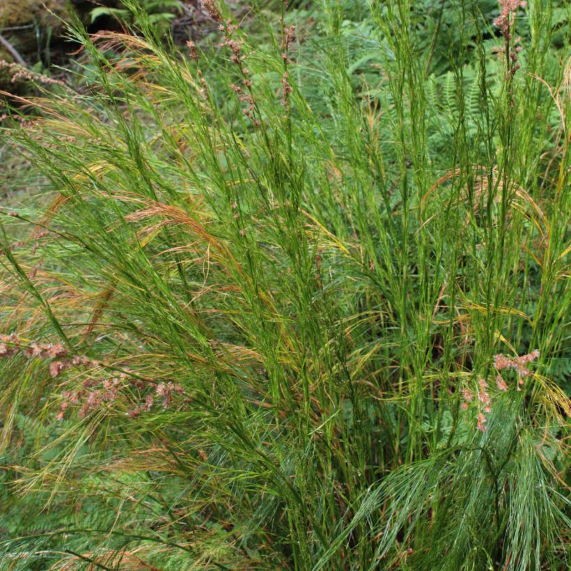 Restio tetraphyllus - Vierblättriger Restio (Hafen)