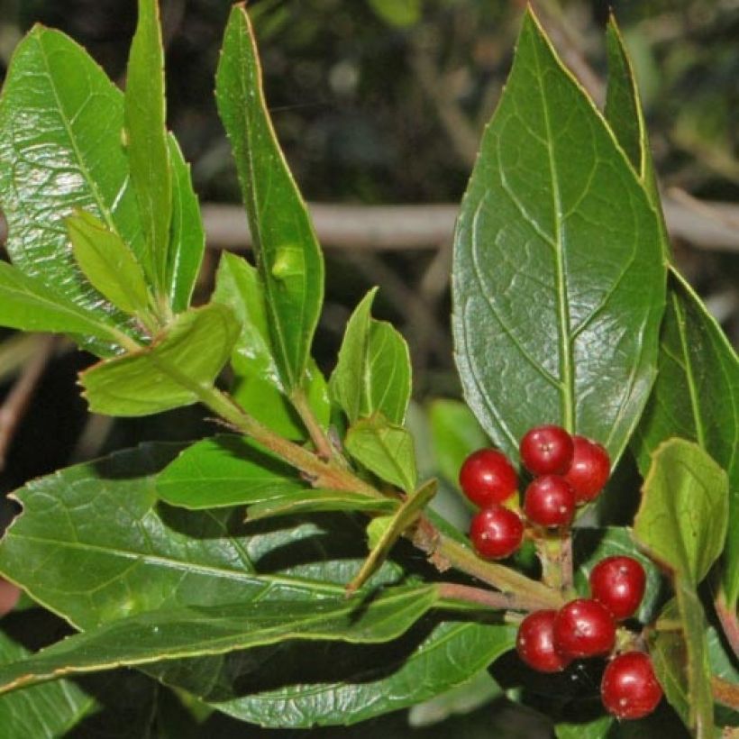 Rhamnus alaternus - Immergrüner Kreuzdorn (Laub)