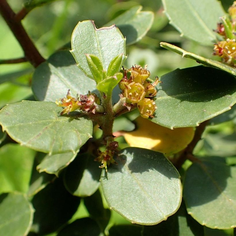 Rhamnus alaternus - Immergrüner Kreuzdorn (Blüte)