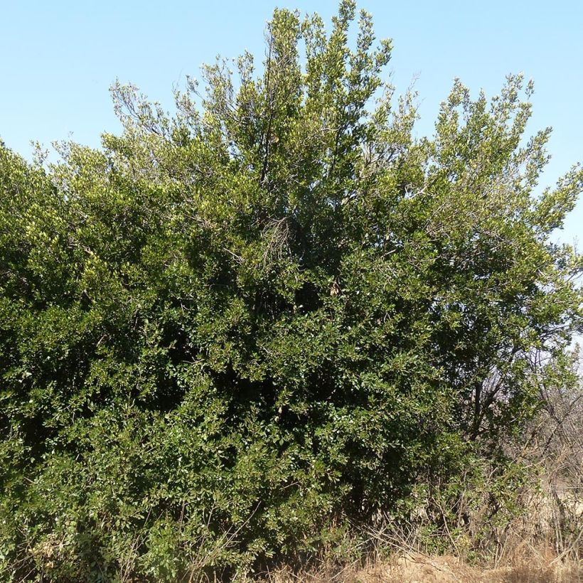 Rhamnus alaternus - Immergrüner Kreuzdorn (Hafen)