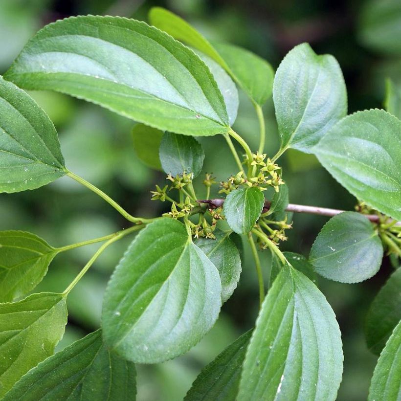 Rhamnus catharticus - Purgier-Kreuzdorn / Wegedorn (Laub)