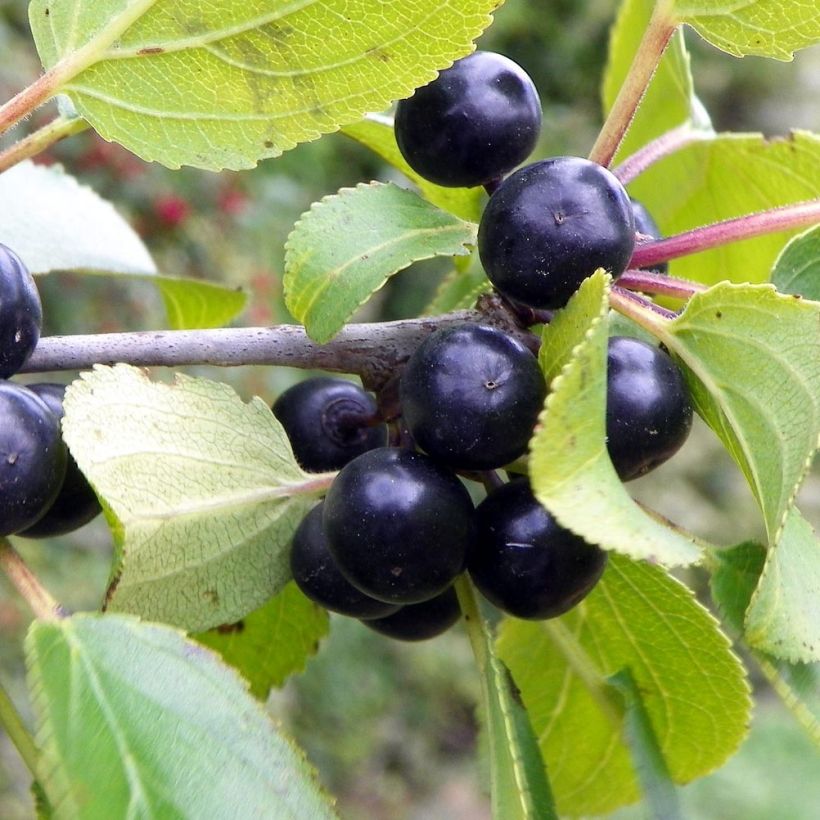 Rhamnus catharticus - Purgier-Kreuzdorn / Wegedorn (Ernte)