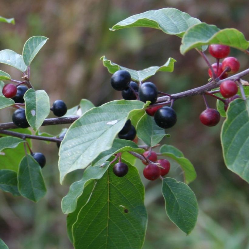 Rhamnus frangula - Faulbaum (Ernte)