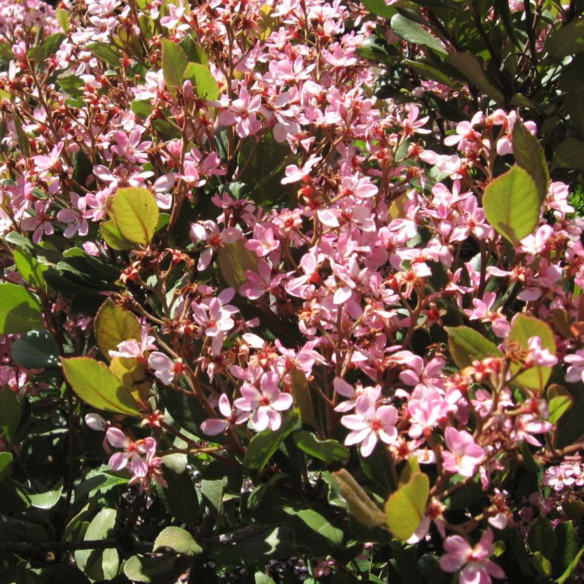 Rhaphiolepis indica Spring Time (Blüte)