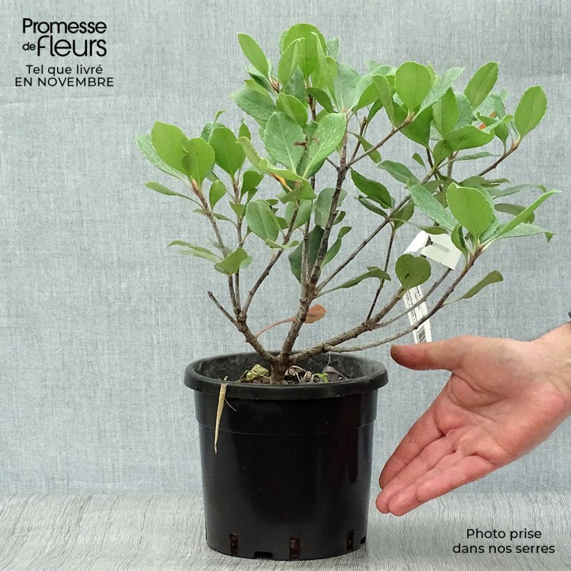 Exemplar von Rhaphiolepis Spring Time Pot de 2L/3L wie im Herbst geliefert