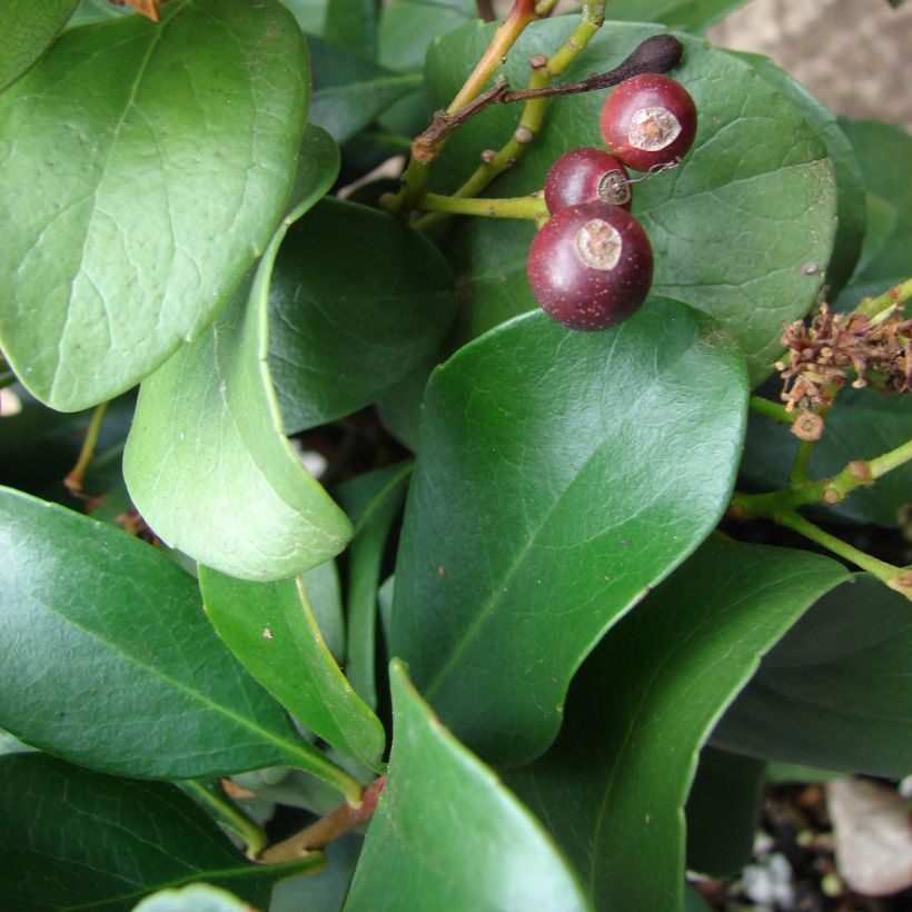 Rhaphiolepis delacourii Coates Crimson (Laub)